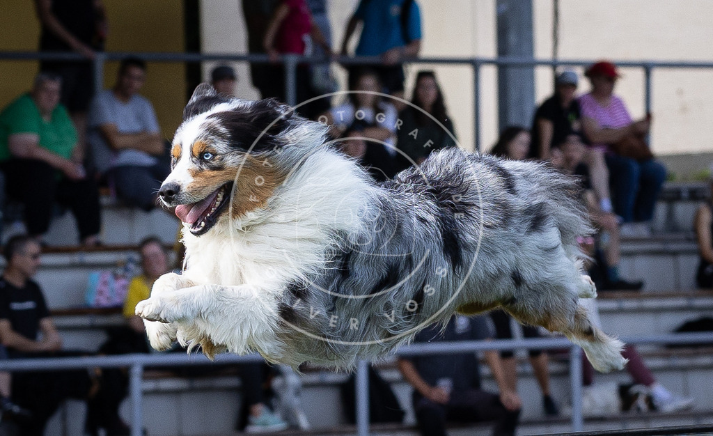 Pfotenfotografie_DV3A0115 | Hundefotografie, Tierfotograf, Pfotenfotografie, Fotoshooting Hund, Hunde Portrait, Hundesport, Hundeportraits, Heideshooting, Hunde, Sportfotograf, Hundefotograf, Turnierhundsport, THS,  - Realisiert mit Pictrs.com