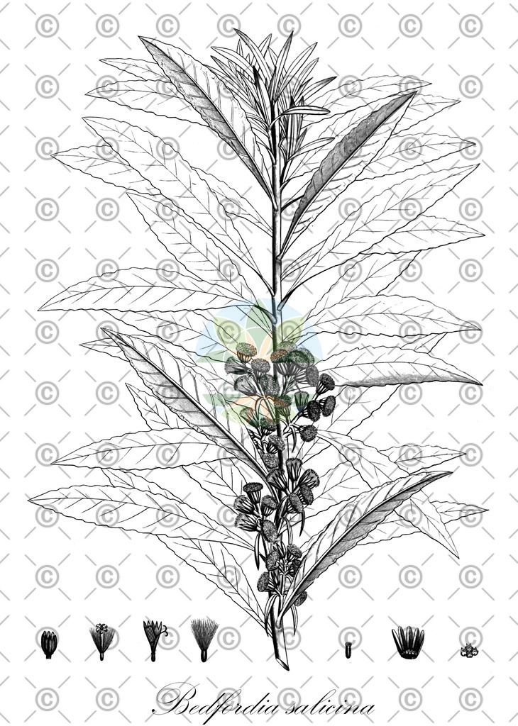 HistAbb_wfo-0000561747_1_ENZY_Simple | Historische Abbildung von Bedfordia salicina - Asteraceae | Historical Illustration of Bedfordia salicina - Asteraceae