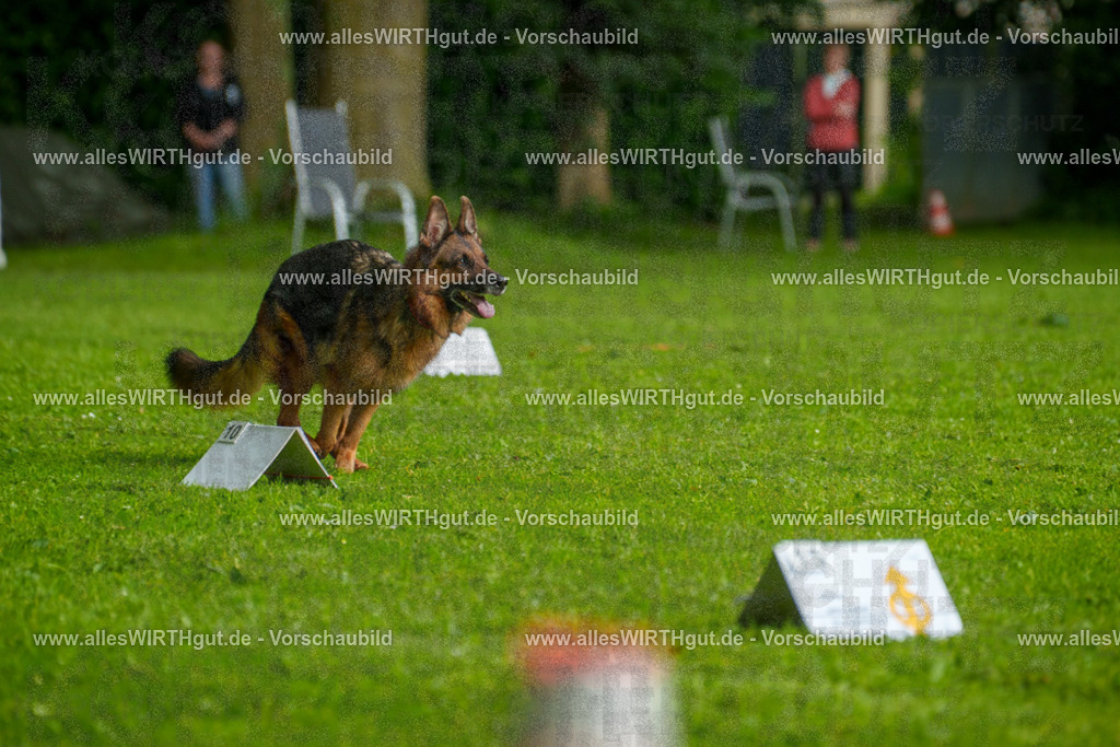 @allesWIRTHgut_Tierfotografie - www.allesWIRTHgut.de - 7R502478 | Professionelle Tierfotografie in Mönchengladbach von Daniel Wirth (allesWIRTHgut). Liebevolle & natürliche Bilder von Hunden & Katzen für unvergessliche Erinnerungen.