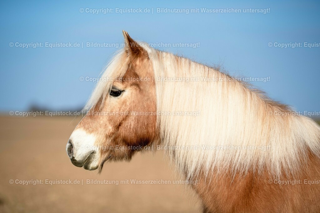 20230302_Haflinger-Cushing_0001 | equistock