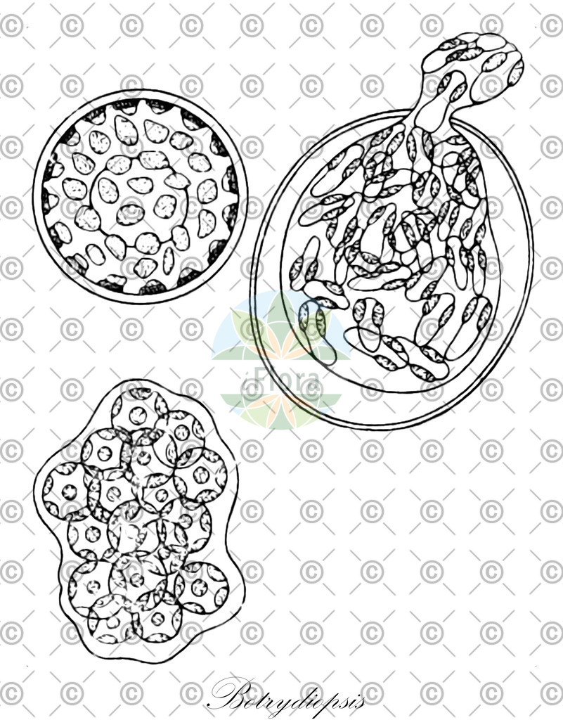 HistAbb_7NQZ9_1_ENZY_Simple | Historische Abbildung von Botrydiopsis - Botrydiopsidaceae (0) | Historical Illustration of Botrydiopsis - Botrydiopsidaceae (0)