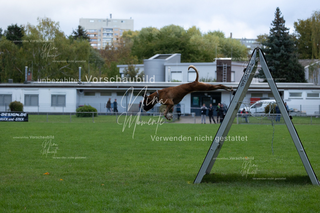 _16A4702 | Einzigartige Fotos von Hunden & Menschen –Actionfotos, Portraits, Vereinsaufnahmen & Paarshootings – authentisch, lebendig & mit Herz.