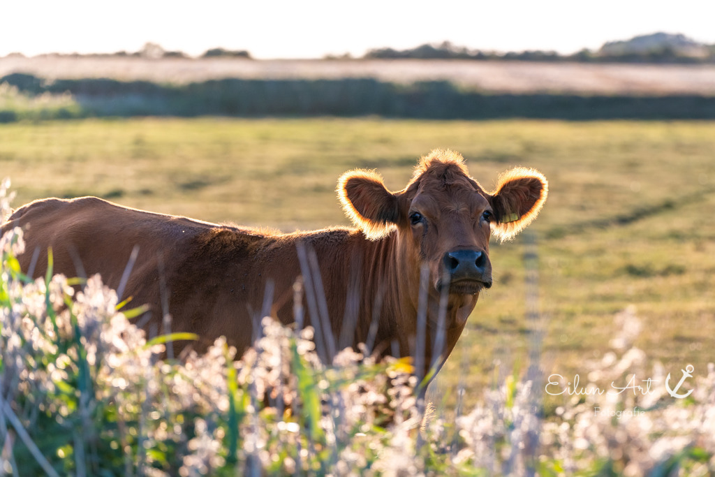 EAF_5200 | Eilun-Art-Fotografie Levke Martens, ihre Fotografin für Immobilien- und Landschaftsfotografie auf Föhr, Föhrer Motive als Poster, Leinwand, hinter Acrylglas oder stelle dir deinen eigenen Monatskalender zusammen, mit nur einem Klick