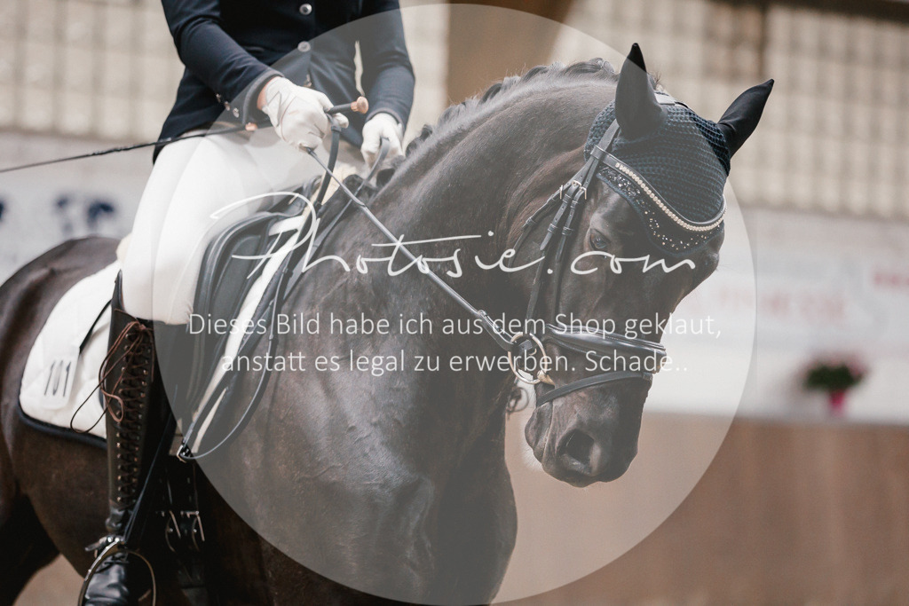 3I6A6158 | Stimmungsvolle Portraits und Reitsportfotografie im Ruhrgebiet und im Münsterland.

Pferdefotografie, Hundefotografie, Tierfotografie, Reportagen, Portraits von Tier und Mensch, Turnierfotografie in Bochum, Recklinghausen, Marl, Haltern am See, Dülmen.. - Realisiert mit Pictrs.com
