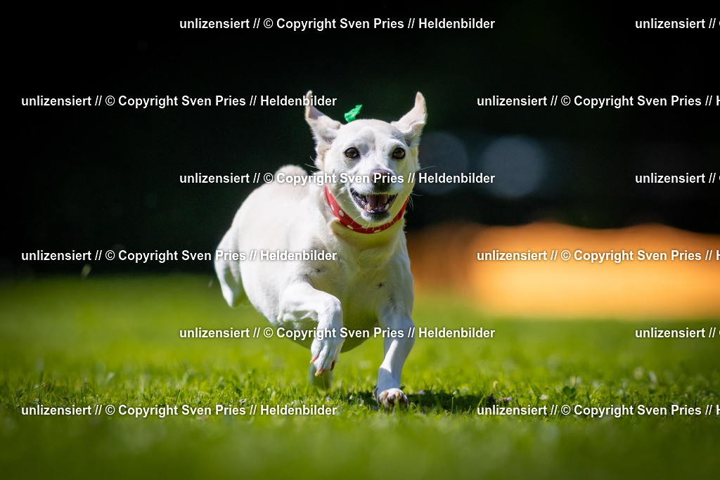 Sven Pries | 2025-08-10 - Hunderennen Durlach - Realisiert mit Pictrs.com