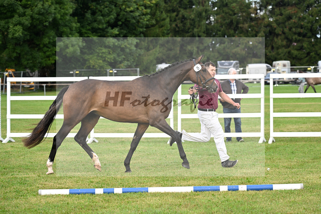 Kat-Nr. 5 Carathella v. Limbothello B_Hoffmeister_30250060 | hf-fotografie - Realizzato con Pictrs.com