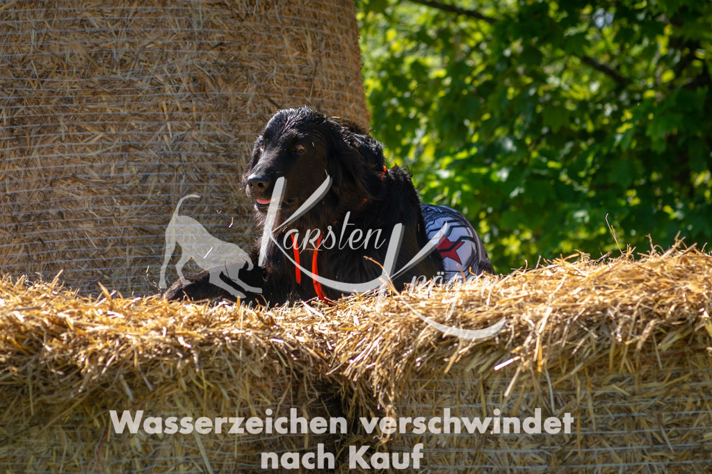 1036STR_5464 | kk-dogfotos