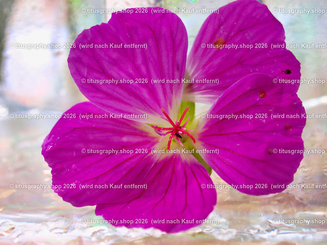 titusgraphy_P6277586-vz-ln | titusgraphy-shop: Geschenkideen mit Qualitätsfotos. titusgraphy-shop: gift ideas with quality photos. titusgraphy-shop: idées cadeaux avec photos de qualité.  - Realisiert mit Pictrs.com