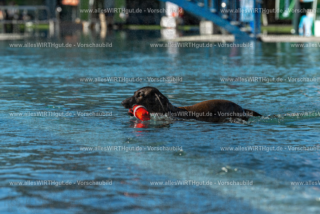 Hundeschwimmen_Volksbad_2026-allesWIRTHgut_Tierfotografie-2609061035-094536-7R509024 | Professionelle Tierfotografie in Mönchengladbach von Daniel Wirth (allesWIRTHgut). Liebevolle & natürliche Bilder von Hunden & Katzen für unvergessliche Erinnerungen.