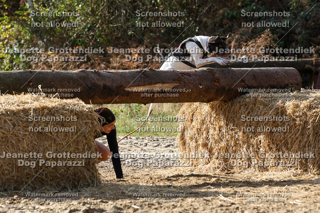 Dog Paparazzi - Strongdog 10-25-5939 | Dog Paparazzi Jeanette Grottendiek Fotografie & Videografie - Realisiert mit Pictrs.com