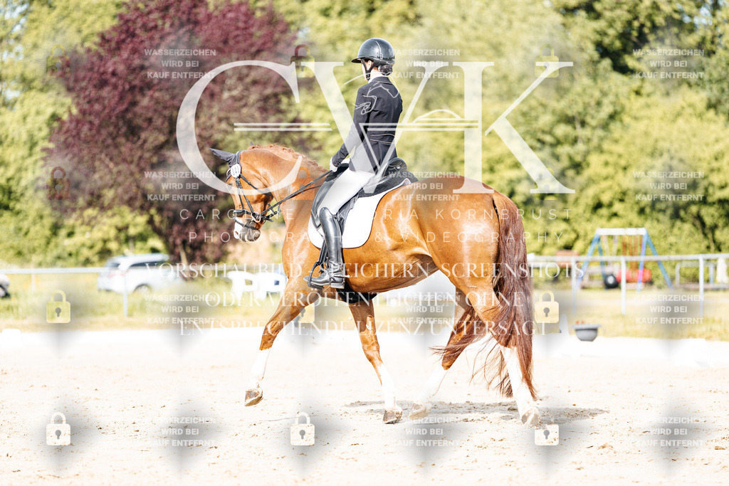 CK900374 | Turnierfotografie Pferdefotografie Trier Rheinland-Pfalz Pferdesport Reitsport Tierfotografie Sportfotografie Pferdevideo Pferdevideografie Equestrianvideography equestrianphotography  - Realisiert mit Pictrs.com