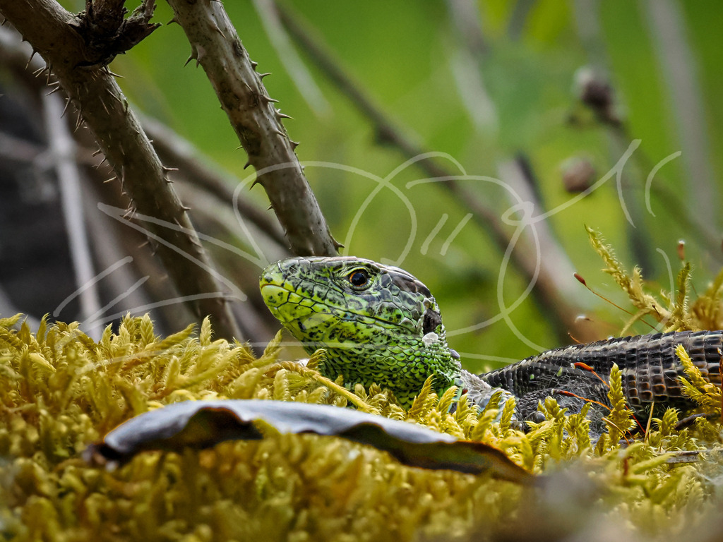 Lizard | Naturschönheiten aus Deutschland. Pflanzen und Tiere, Insekten und Naturschauspiele. Alle schönen Details, die uns umgeben, fotografiert von Michi Moc.  - Realisiert mit Pictrs.com