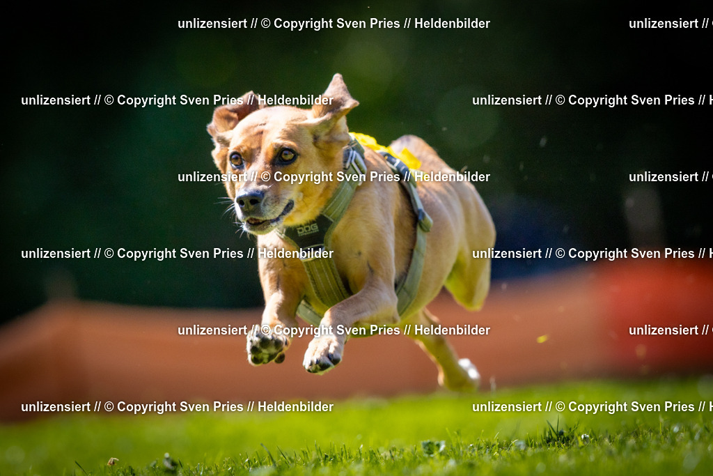 Sven Pries | 2025-08-10 - Hunderennen Durlach - Realisiert mit Pictrs.com