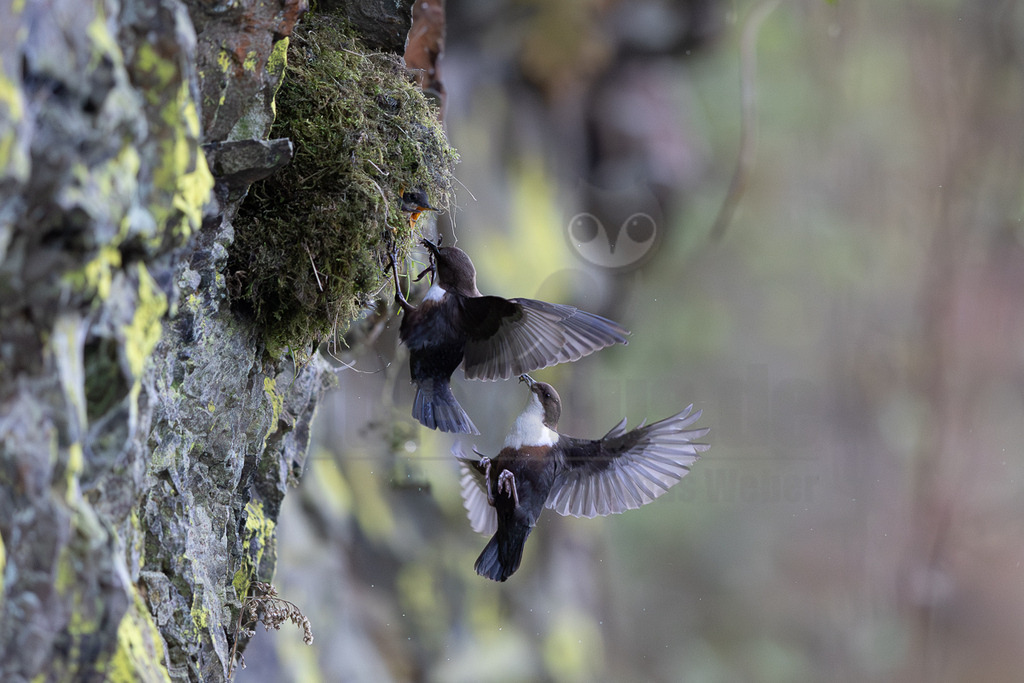 R6NF0664_20260419 | Zwei Wasseramseln (Cinclus cinclus) sind im Flug vor einem moosbewachsenen Nest an einer Felswand zu sehen. Eine der Wasseramseln befindet sich direkt am Nesteingang und füttert ein Küken, dessen Schnabel sichtbar ist. Die andere Wasseramsel nähert sich ebenfalls im Flug dem Nest, möglicherweise um ebenfalls Futter zu bringen oder die Fütterung zu übernehmen. - Realisiert mit Pictrs.com