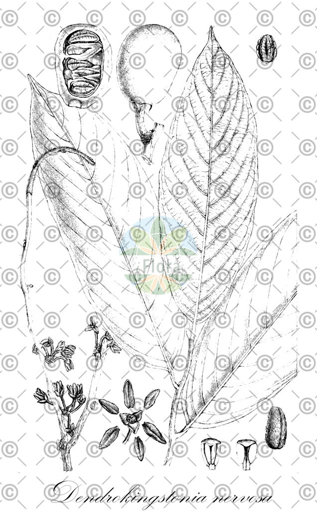 HistAbb_wfo-0000917564_1_ENZY_Simple | Historische Abbildung von Dendrokingstonia nervosa - Annonaceae | Historical Illustration of Dendrokingstonia nervosa - Annonaceae