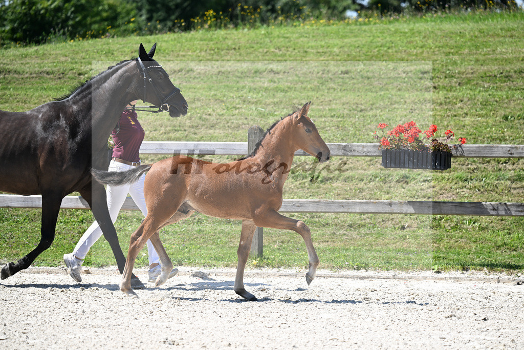 Kat-Nr. 34 Veneno x Pacelli W_HF_Kroiss_24250427 | hf-fotografie - Realizzato con Pictrs.com