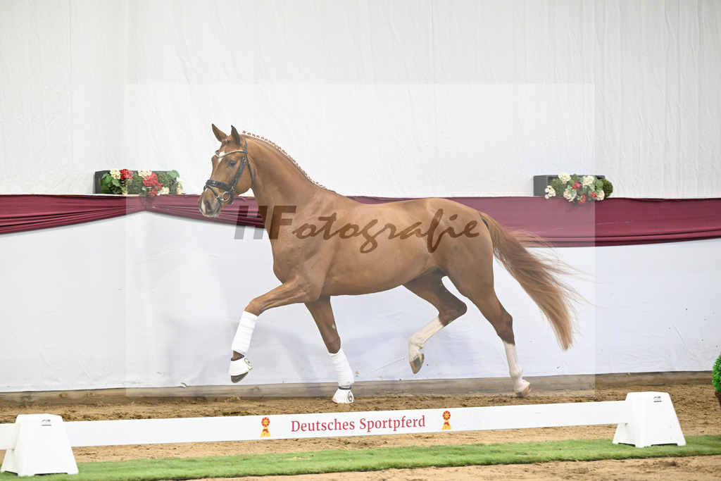 Kat-Nr. 22 Secret x Revolution_Gestuet Greim_47250627 | hf-fotografie - Realisiert mit Pictrs.com