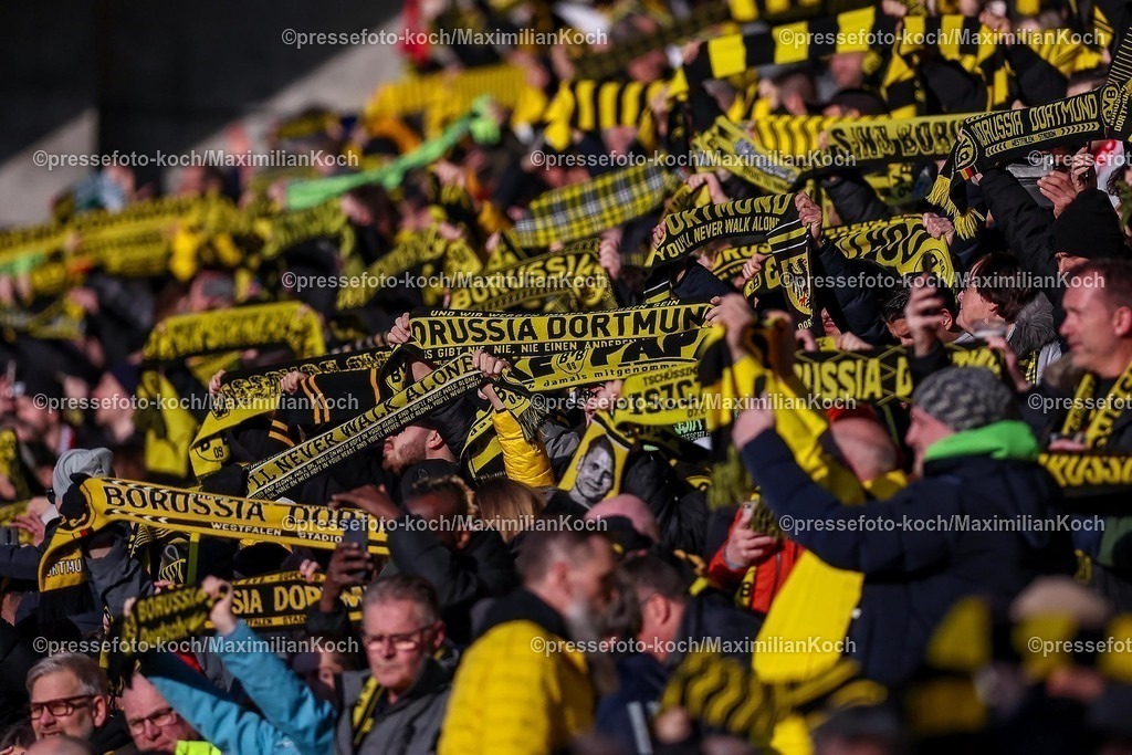 BVB08022502256 | 08.02.2025, Fußball, Borussia Dortmund - VfB Stuttgart, 1. Fußball Bundesliga, 21. Spieltag, Signal Iduna Park, Saison 2024 2025: Feature Schalparade Fans Besucher Zuschauer Fanschal Fanschals Tribüne voll DFB regulations prohibit any use of photographs as image sequences and or quasi-video.