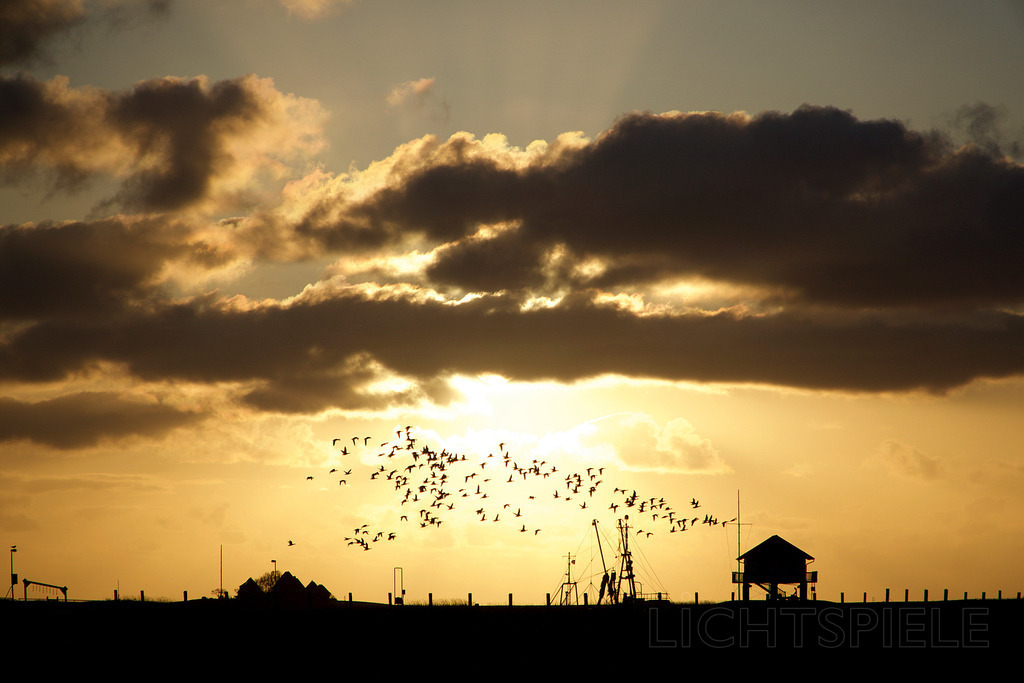 Bewegung und Ruhe | Vögel über Hallig Hooge im Abendlicht - Realisiert mit Pictrs.com