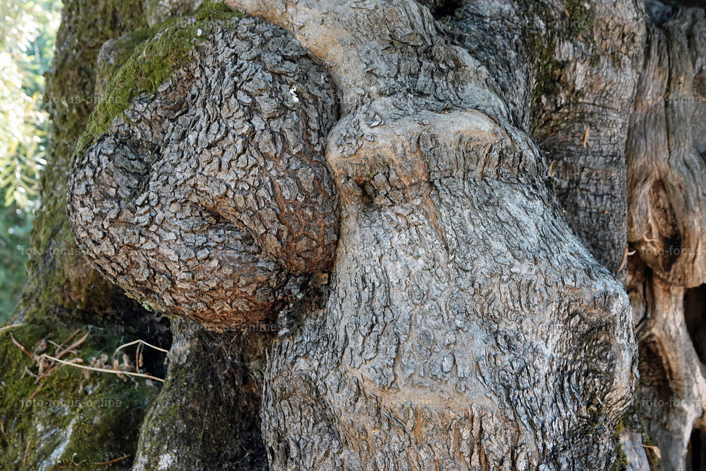 Stories of the Ancient Olive Trees | Ancient Olive Trees