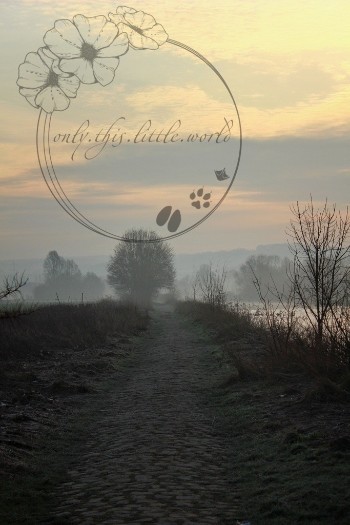 Pfad Morgennebel | only.this.little.world - Realisiert mit Pictrs.com