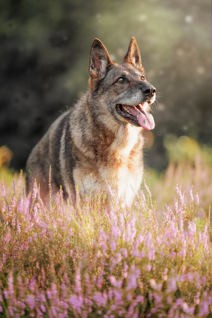Hundefotografie in der Natur Outdoor | Hundefotografie Bremen Blumenthal und um zu 