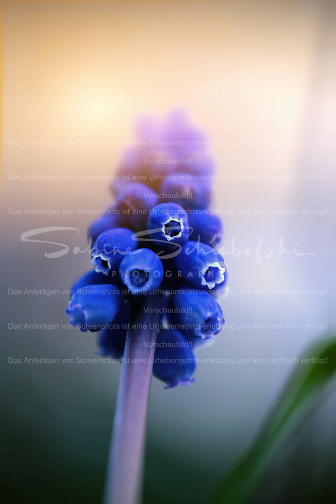 Wandbild Traubenhyazinthe I Muscari | Die Traubenhyazinthen sind eine Pflanzengattung in der Familie der Spargelgewächse.  - Realisiert mit Pictrs.com