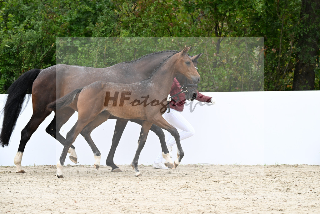 Dynamic Dream x Diamond Hit_HF_Angst_ Waldmann_23250250 | hf-fotografie - Realizzato con Pictrs.com