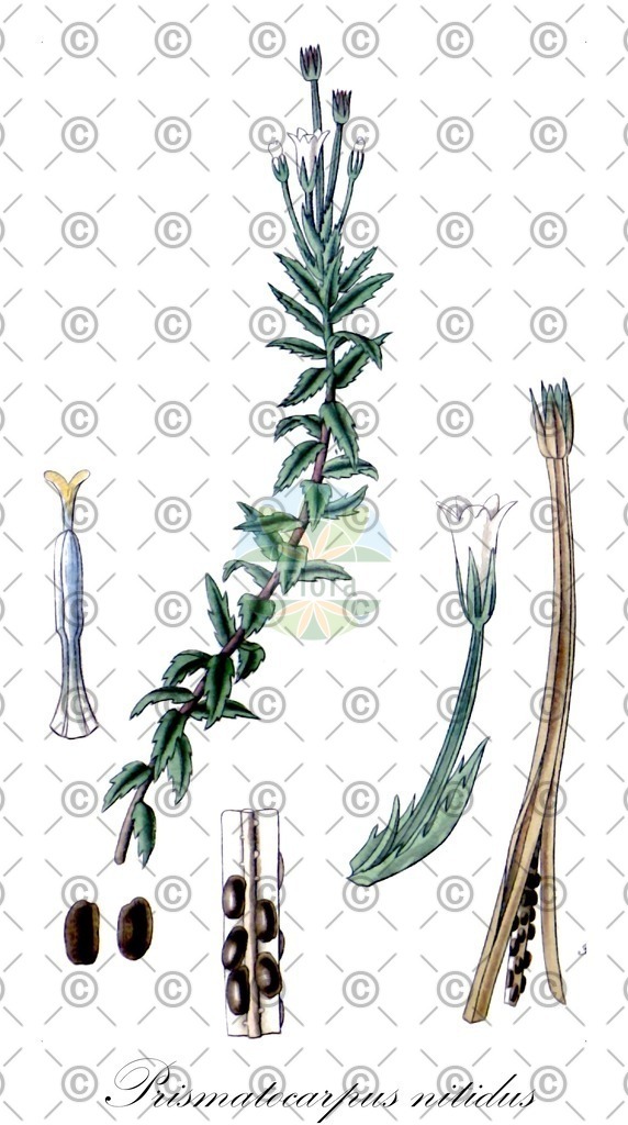 HistAbb_wfo-0000749982_1_ENZY_Simple | Historische Abbildung von Prismatocarpus nitidus - Campanulaceae | Historical Illustration of Prismatocarpus nitidus - Campanulaceae