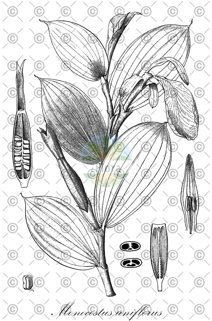 HistAbb_wfo-0000373016_1_ENZY_Simple | Historische Abbildung von Monocostus uniflorus - Costaceae | Historical Illustration of Monocostus uniflorus - Costaceae