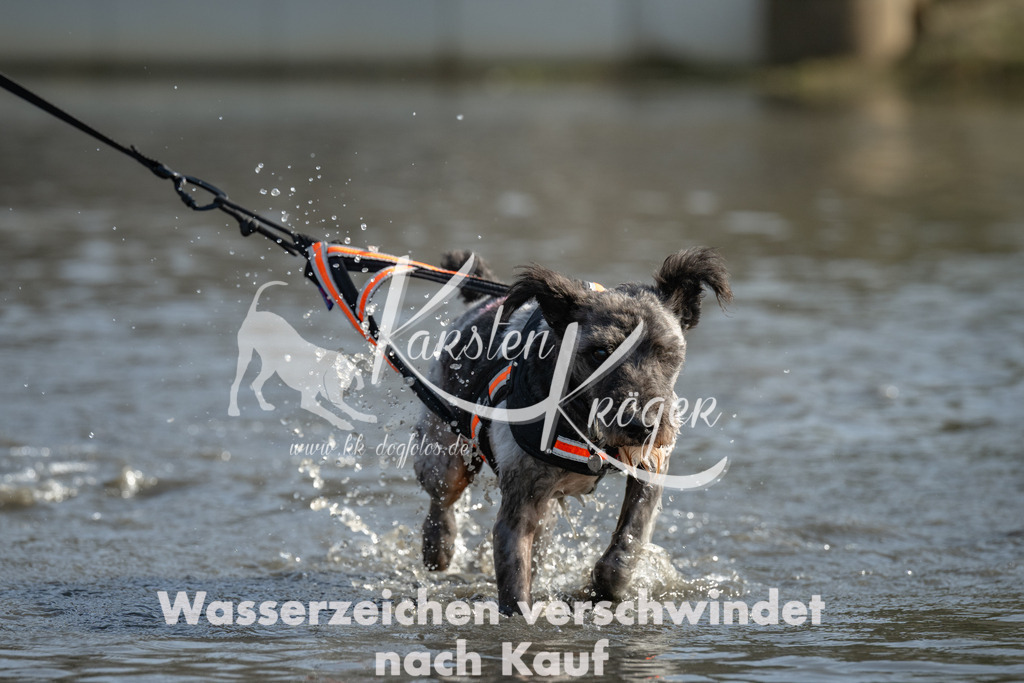 1304_ZZ94309 | kk-dogfotos