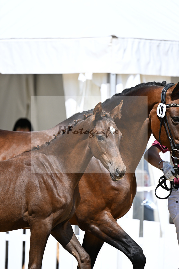 Kat-Nr. 19 Dream Boy x Lord Loxley I_SF_Schetter_29250615 | hf-fotografie - Realizzato con Pictrs.com