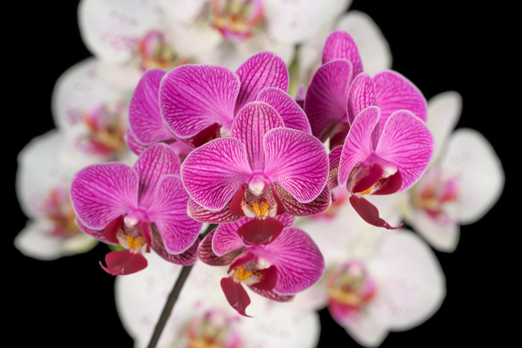 Orchidee dunkelrosa-gestreift | Faszinierend schön leuchtet die dunkelrosa-gestreifte Orchidee vor ihrer weißen Schwester, die in duftiger Unschärfe den Hintergrund bestimmt. — Auflösung des Originals: 8256 x 5504 px. - Realisiert mit Pictrs.com