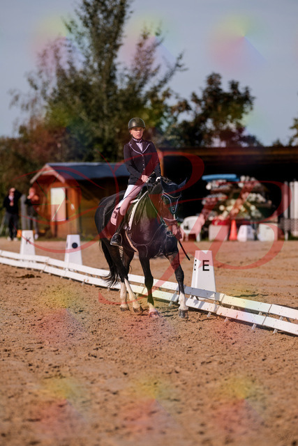 2026_10_03_Siefer-Hof_121414_Z81_15853726 | Professionelle Reitsport-, Turnier- und Eventfotografie von Robert Broda. Galerien mit ausgewählten und bearbeiteten Bildern direkt online ansehen und bestellen.