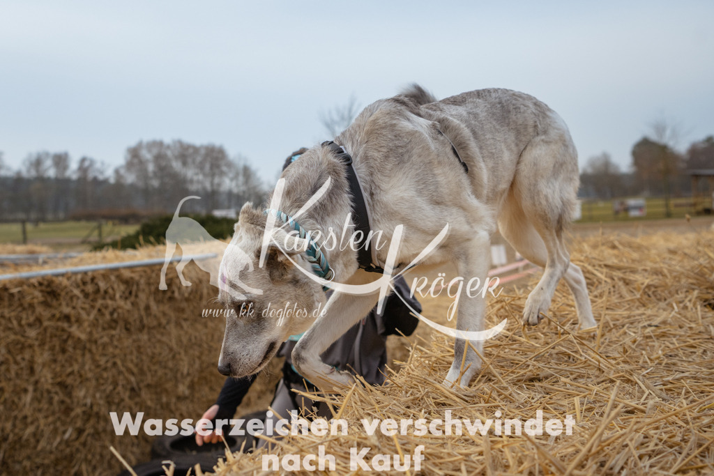0831_ZZ93141 | kk-dogfotos