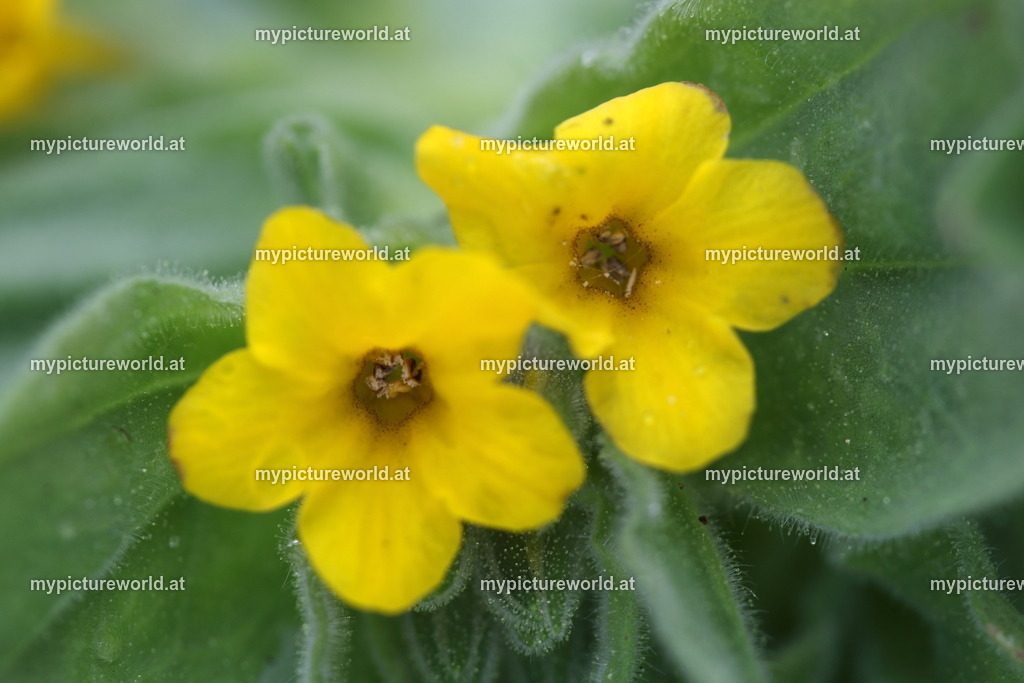 Schminkwurz-002 | Das Bilderarchiv über Tiere, Planzen und Landschaften. In der Bilddatenbank finden Sie ein große Auswahl an hochwertigen Bilder für Ihre Werbung - Realized with Pictrs.com