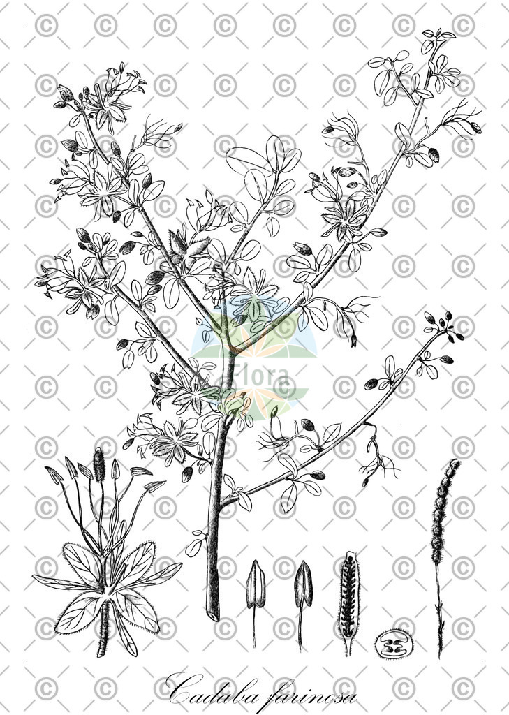 HistAbb_wfo-0000578401_1_SIMPLE | Historische Abbildung von Cadaba farinosa - Capparaceae | Historical Illustration of Cadaba farinosa - Capparaceae