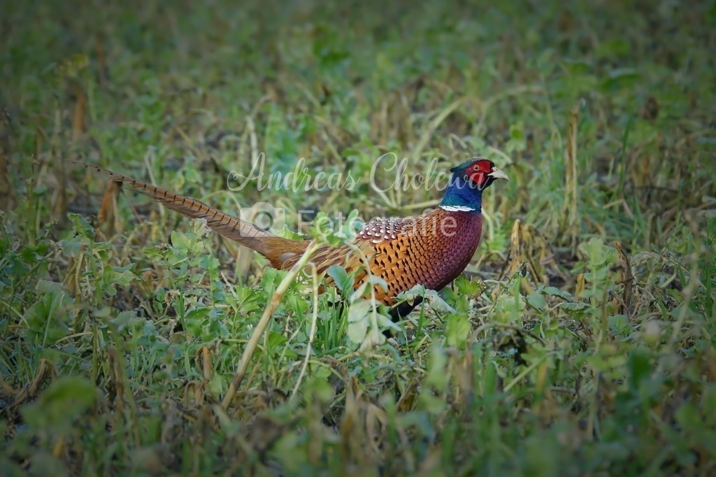 Fasan (Phasianus colchicus) | Kennzeichen

    Größe: etwa wie ein Haushuhn.
    Der Fasanen-Hahn und die Fasanen-Henne unterscheiden sich deutlich: Der Hahn ist sehr bunt gefärbt, Kopf und Hals sind dunkelgrün, über den Augen hat er rote Schwellkörper, der Schwanz ist lang und schmal. Er hat Sporen an der Hinterseite der Beine. Die Henne trägt ein schlicht braunes Tarnkleid und einen kürzeren Schwanz.
    Die Färbung der Männchen variiert stark, da die heute in Deutschland vorkommenden Fasane Kreuzungen aus vielen verschiedenen Rassen sind.

 Quelle: https://www.jagdverband.de/zahlen-fakten/tiersteckbriefe/fasan-phasianus-colchicus - Realisiert mit Pictrs.com