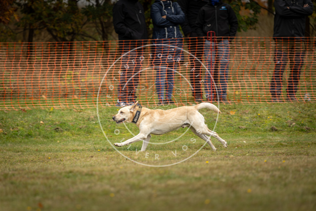 Pfotenfotografie_DV3A4561 | Hundefotografie, Tierfotograf, Pfotenfotografie, Fotoshooting Hund, Hunde Portrait, Hundesport, Hundeportraits, Heideshooting, Hunde, Sportfotograf, Hundefotograf, Turnierhundsport, THS,  - Realisiert mit Pictrs.com