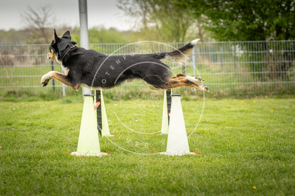 Pfotenfotografie_DV3A3421 | Hundefotografie, Tierfotograf, Pfotenfotografie, Fotoshooting Hund, Hunde Portrait, Hundesport, Hundeportraits, Heideshooting, Hunde, Sportfotograf, Hundefotograf, Turnierhundsport, THS,  - Realisiert mit Pictrs.com
