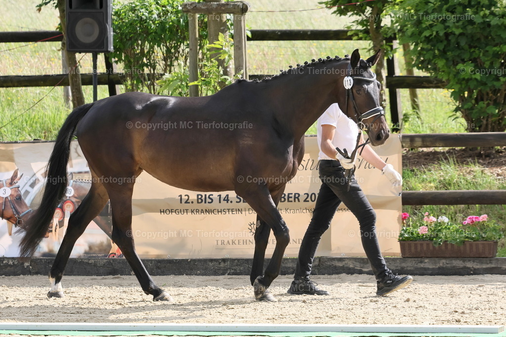 TrakFohlenschHennef17052025MC3H5A8753B | Pferdefotos online bestellen - Realisiert mit Pictrs.com