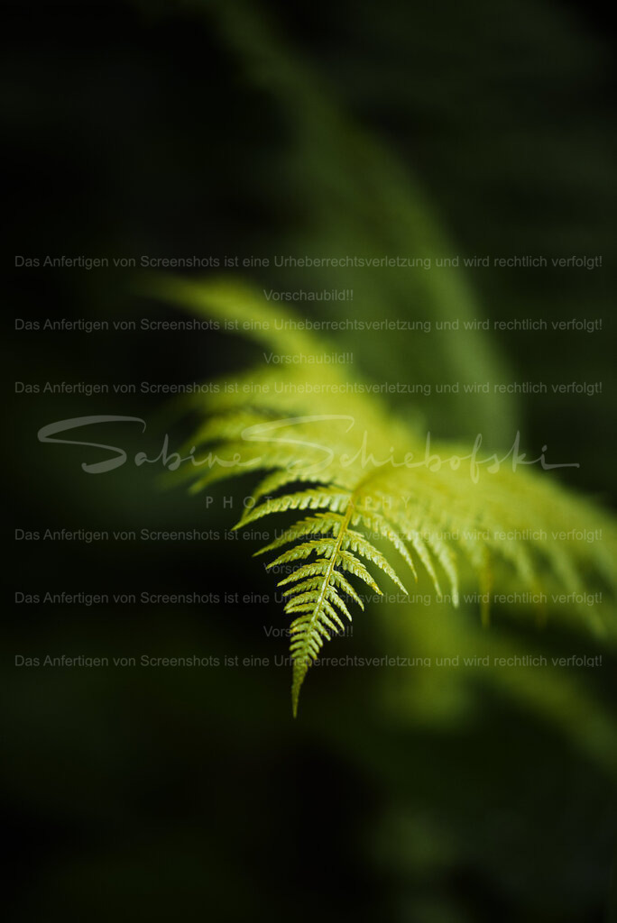 Farnverliebt | Das Bild zeigt ein zartes Farnblatt, das sich vom dunklen, unscharfen Hintergrund abhebt. Der Fokus liegt auf der Spitze des Blattes, wodurch die feine Struktur und die gezackten Blattränder klar erkennbar sind. Die hellgrüne Farbe des Farns kontrastiert sanft mit den tiefgrünen, fast schwarzen Schatten im Hintergrund und vermittelt eine ruhige, natürliche Waldatmosphäre. - Realisiert mit Pictrs.com