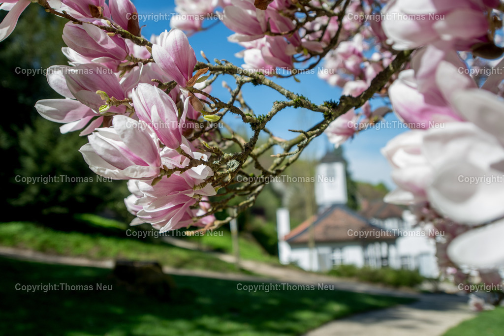 Fuerstenlager-magnolienbluete-bensheim-auerbach-staatspark-parklandschaft-sommersitz-hessische-Fuerstenfamile-Fotografie-Thomas_Neu.jpg-12 | Blick über das historische Gebäudeensemble im Staatspark Fürstenlager in Bensheim-Auerbach, eingebettet in die frühlingshafte Landschaft der Bergstraße. Blühende Magnolien und frisches Grün rahmen die klassizistischen Gebäude, während sich im Hintergrund die bewaldeten Hänge des Odenwaldrandes erheben. Der ehemalige Sommersitz der Landgrafen von Hessen-Darmstadt zeigt sich hier in seiner ganzen landschaftlichen und architektonischen Schönheit.,Bild: Thomas Neu