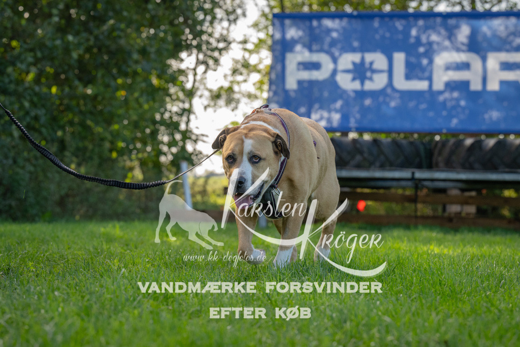 1124-92080 | kk-dogfotos