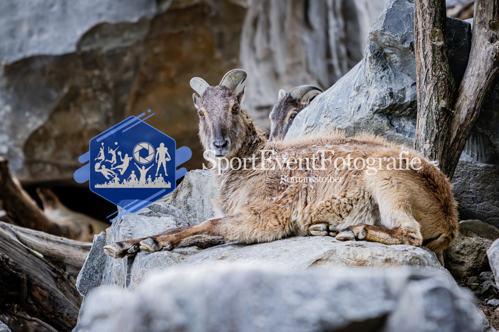 IMG_5959 | SportEventFotografie - Roman Stoiber