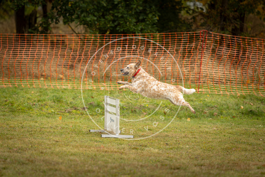 Pfotenfotografie_DV3A2539 | Hundefotografie, Tierfotograf, Pfotenfotografie, Fotoshooting Hund, Hunde Portrait, Hundesport, Hundeportraits, Heideshooting, Hunde, Sportfotograf, Hundefotograf, Turnierhundsport, THS,  - Realisiert mit Pictrs.com