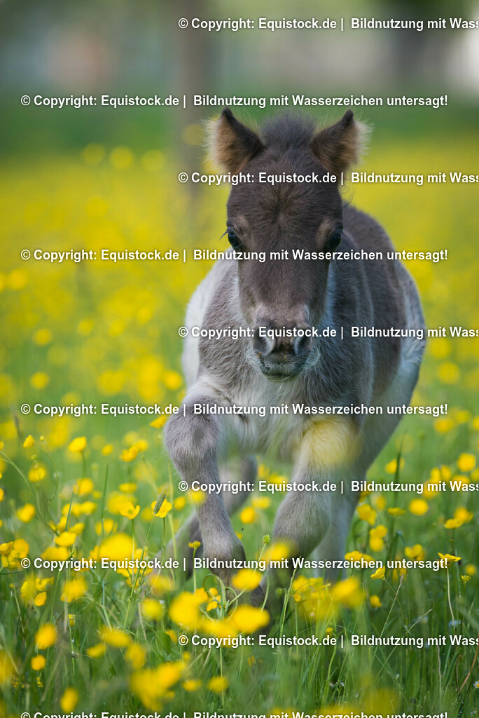 20150507_Fohlen_0020 | equistock