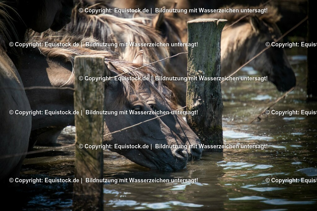 20150711_TOMsPiC_0202 | equistock