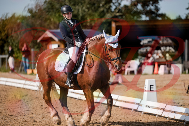 2026_10_03_Siefer-Hof_130442_Z63_67738973 | Professionelle Reitsport-, Turnier- und Eventfotografie von Robert Broda. Galerien mit ausgewählten und bearbeiteten Bildern direkt online ansehen und bestellen.