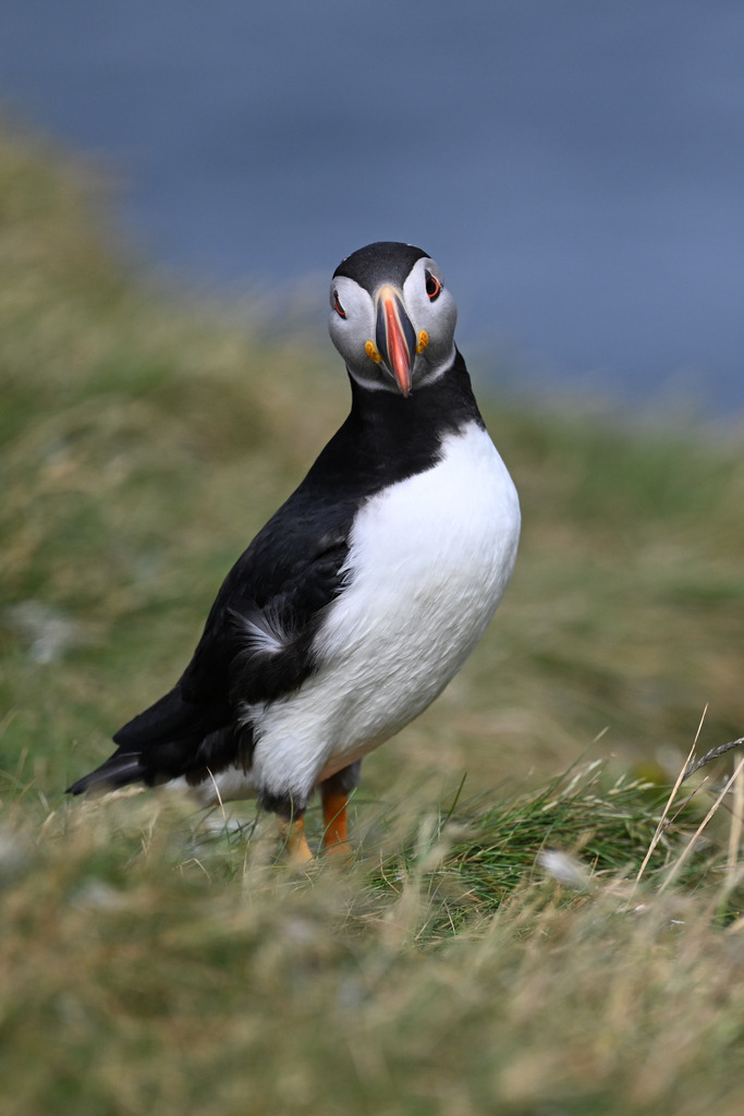 DSC_6828 | Ich fotografiere aus Leidenschaft auf meinen Reisen und im Rhein- / Ruhrgebiet , Landschaften, Tiere und Porträts. 

Kaufen Sie die Bilder (u.a. Venedig, Südtirol, Galapagos, Düsseldorf, Indien, Blumen etc.) in einer geschützten Galerie bequem online. - Realisiert mit Pictrs.com
